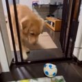 「ボール取らせてく…