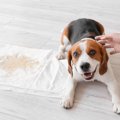 犬にしてはいけない…
