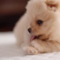 犬が『お腹いっぱい…