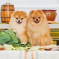 犬が『満腹』の時に…