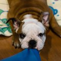 犬が飼い主の服を引…