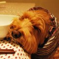 愛犬の口臭＆体臭対…