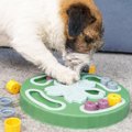 愛犬におすすめな『…