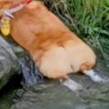 夏、散歩中に水で体…