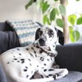 犬の『留守番前』に…