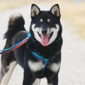 愛犬との楽しい生活…
