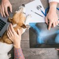犬のレントゲン検査…