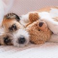 ワンちゃん連れOKの…