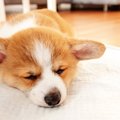 犬がトイレシートの…