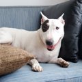 室内で暮らす犬達の…
