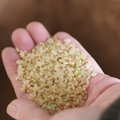 犬が玄米を食べても…