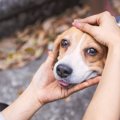 犬が失明する危険な…