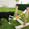 ボストンテリアのか…