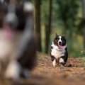 犬がみせる『本能的…