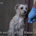 震えていた小型犬は…