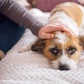 犬の鳴き方や声がお…