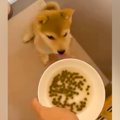 ご飯を与える前の赤…