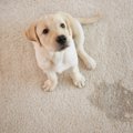 犬が粗相をしてしま…