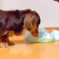 犬がおしっこをした…