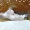 大型犬が『ペットボ…