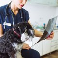 犬のレントゲン費用…