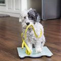犬が太りやすくなる…