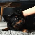 犬が『人嫌い』にな…