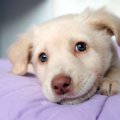 保護犬を飼う時に絶…