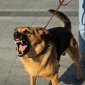 犬に『吠えられやす…