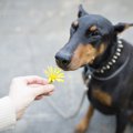 犬の散歩中に気を付…