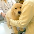 子犬が初めて病院で…