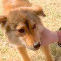 人間を警戒している…