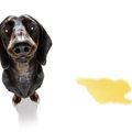 犬が『うれしょん』…