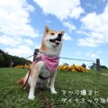 わんこをかわいく撮…