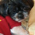 小さな高齢犬はセン…