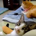 名前を呼ぶと振り返…