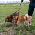 犬が人に『オシッコ…