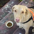 犬のハーネスに抜け…