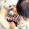 赤ちゃん『大型犬の…