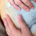人間の赤ちゃんと同…