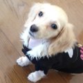 愛犬の誤食を経験し…