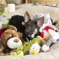 犬が遊びに飽きてし…
