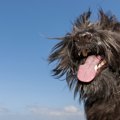 犬の毛を伸ばしっぱ…