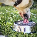 犬の『水』は毎日変…
