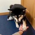 反抗期の犬に『お手…