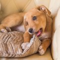 【0円で作れる】犬の…