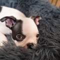 犬が『ふかふかした…