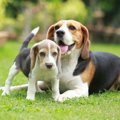 ビーグルの犬種情報