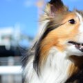 イケメン犬15選！女…