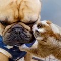 『スローロリスと犬…